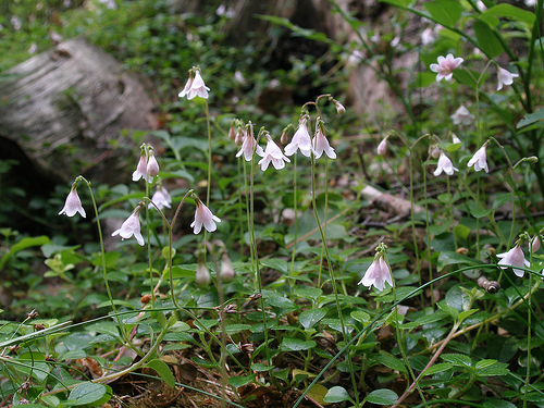 Linnaea borealis / Linnea